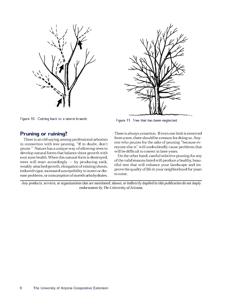 Pruning Deciduous06
